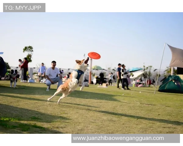 飞盘深度：解密重庆飞盘队的边路渗透